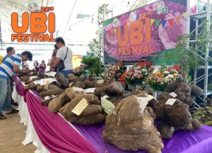 Read more about the article Ubi Festival 2023 at the Old Tagbilaran Airport is a must to see