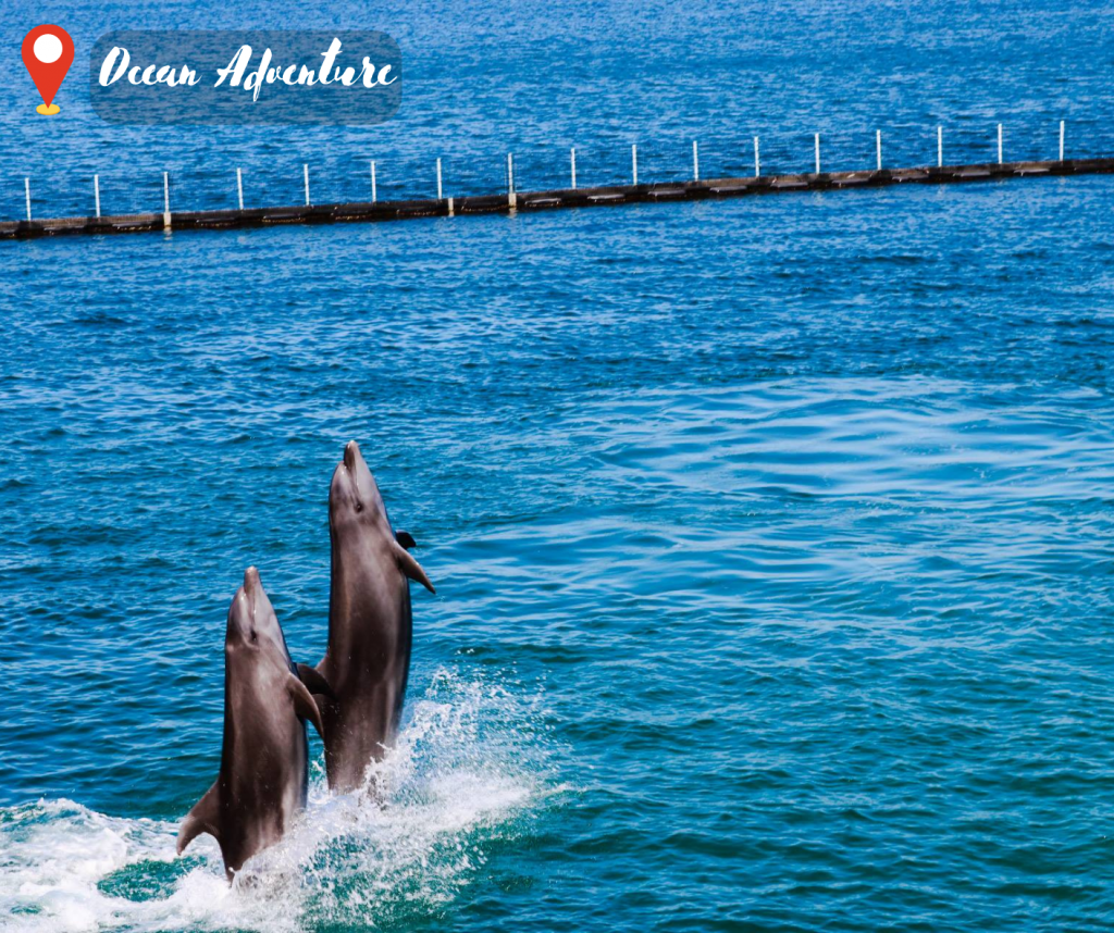 Is an extraordinary marine park located in Subic Bay, Philippines. The park has become a popular destination for families and tourists, offering a unique opportunity to see a diverse array of marine life up close and personal. #OceanAdventureSubic #Philippines #MarineLife #DolphinShow #SeaLionShow #SharkEncounter #SwimWithDolphins #WhaleEncounter #JuniorMarineExplorers #FamilyFun #Educational #Conservation #SouvenirShopping #Restaurants #InternationalCuisine