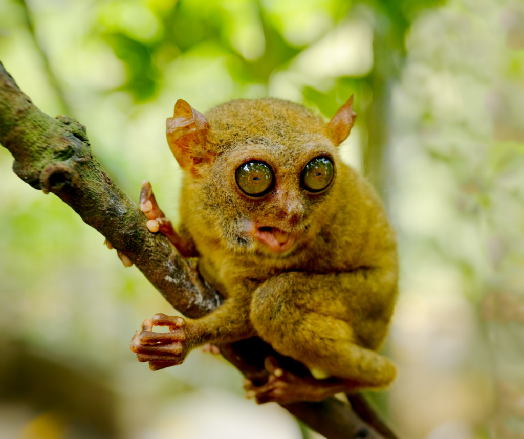 Is home to several species of tarsiers, including the Philippine tarsier, which is native to the Philippines and is found only in certain parts of the country. The Philippine tarsier is known for its huge eyes, which are larger than its brain, and for its ability to rotate its head nearly 180 degrees. is home to several species of tarsiers, including the Philippine tarsier, which is native to the Philippines and is found only in certain parts of the country. The Philippine tarsier is known for its huge eyes, which are larger than its brain, and for its ability to rotate its head nearly 180 degrees.