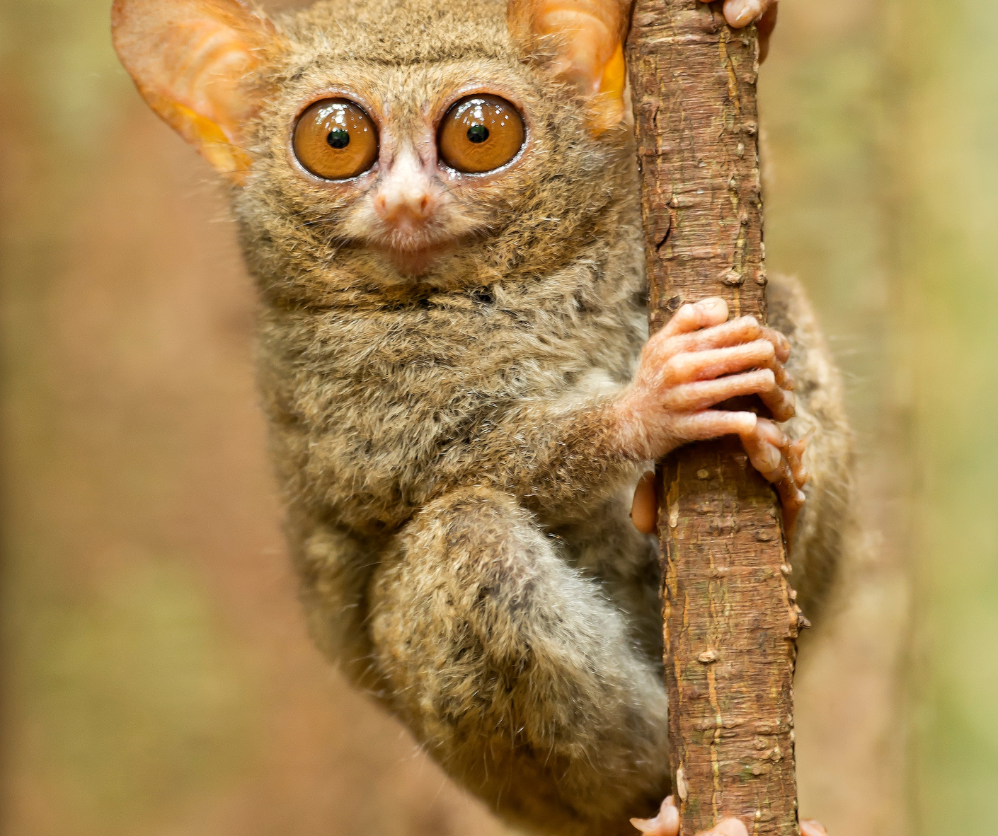 You are currently viewing My Experience: Exploring the Majestic Tarsiers of Bohol